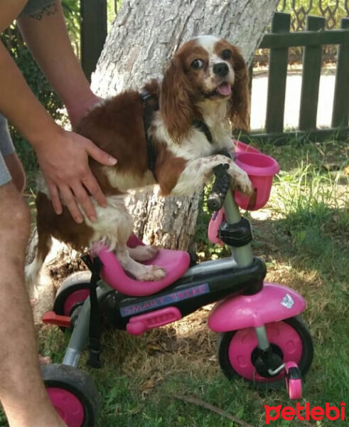 Cavalier King Charles Spanieli, Köpek  Becks fotoğrafı