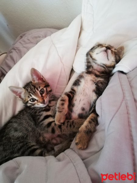 Tekir Kedi, Kedi  Carlos ve Paşa fotoğrafı