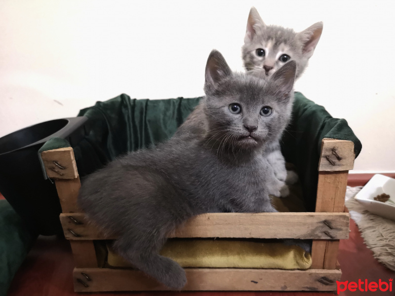 Tekir Kedi, Kedi  Mavi fotoğrafı