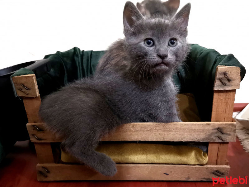 Tekir Kedi, Kedi  Mavi fotoğrafı