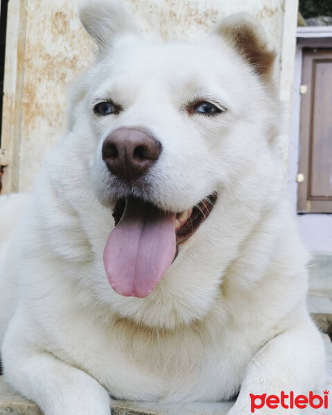 Sibirya Kurdu (Husky), Köpek  Puffy fotoğrafı