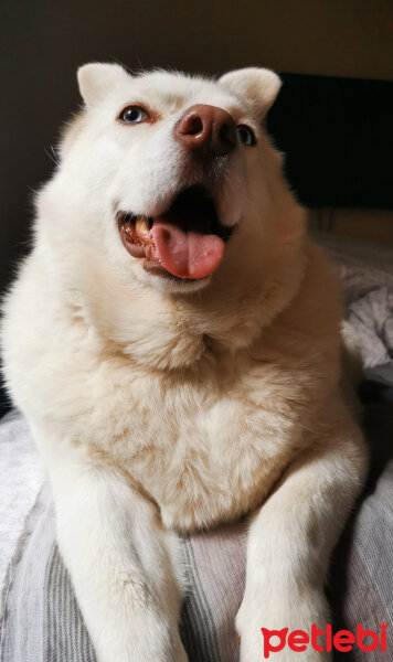 Sibirya Kurdu (Husky), Köpek  Puffy fotoğrafı