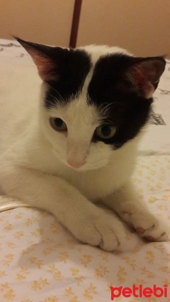 Ankara Kedisi, Kedi  katniss fotoğrafı