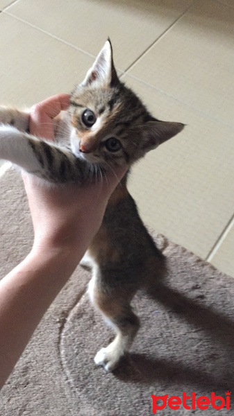 Chinchilla, Kedi  Alaca fotoğrafı