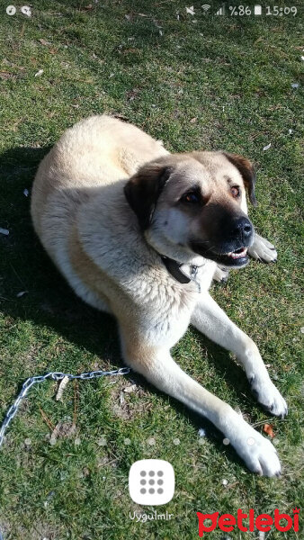 Kangal, Köpek  Bal fotoğrafı