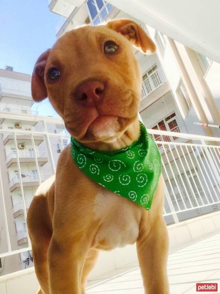 Amerikan Pitbull Terrier, Köpek  DİEGO fotoğrafı