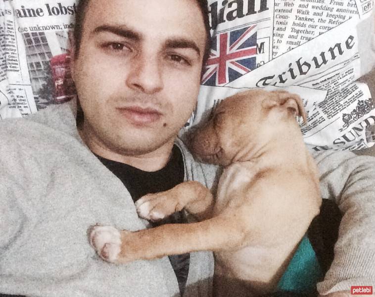 Amerikan Pitbull Terrier, Köpek  DİEGO fotoğrafı