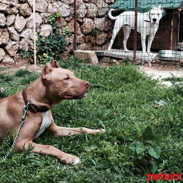 Amerikan Pitbull Terrier, Köpek  DİEGO fotoğrafı