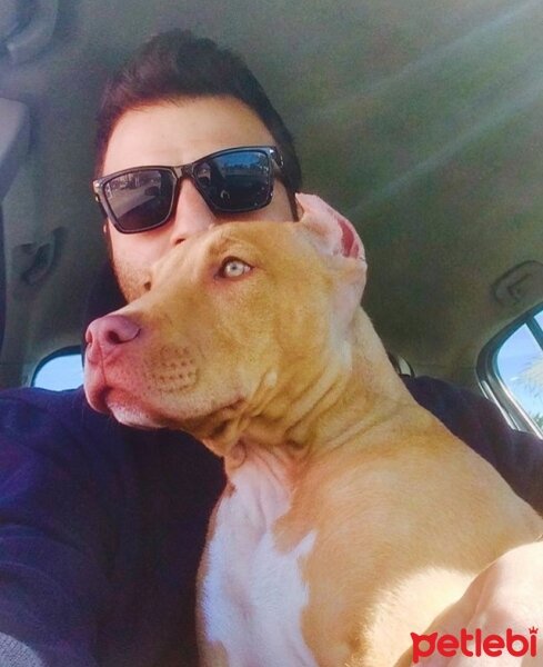 Amerikan Pitbull Terrier, Köpek  DİEGO fotoğrafı