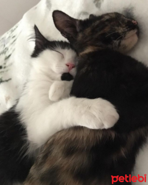 Tekir Kedi, Kedi  Pepe & Zeyna fotoğrafı