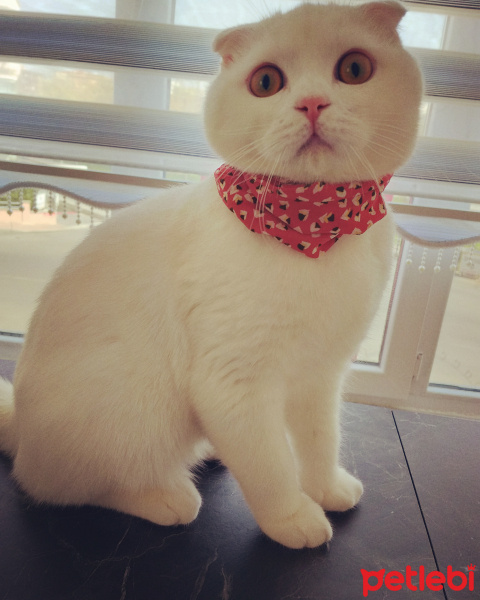 Scottish Fold, Kedi  Izmir fotoğrafı