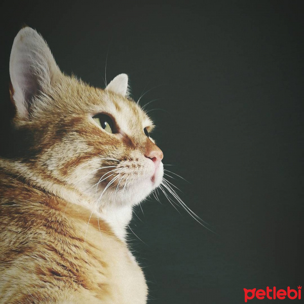 Sarman, Kedi  Shiva fotoğrafı