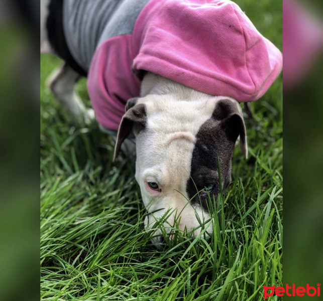 Amerikan Pitbull Terrier, Köpek  Bella fotoğrafı