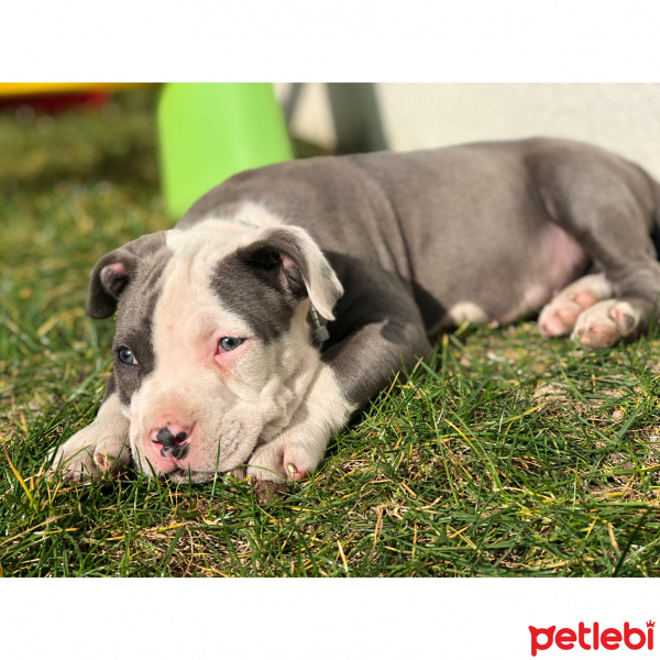 Amerikan Pitbull Terrier, Köpek  Bella fotoğrafı