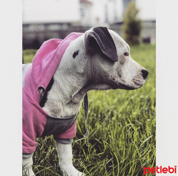 Amerikan Pitbull Terrier, Köpek  Bella fotoğrafı