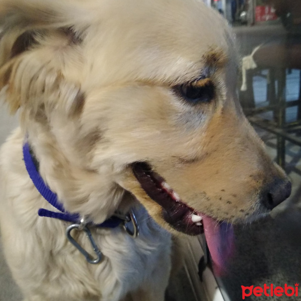 Golden Retriever, Köpek  Alex fotoğrafı