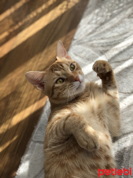 Sarman, Kedi  Çarpık fotoğrafı