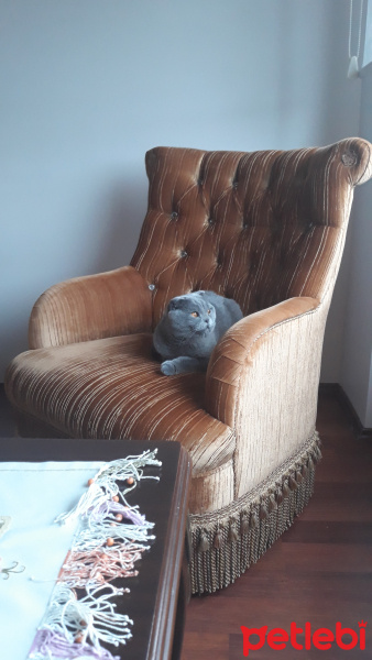 Scottish Fold, Kedi  Şila fotoğrafı