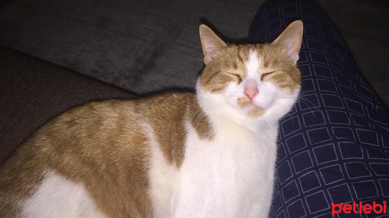 Tekir Kedi, Kedi  Leon fotoğrafı