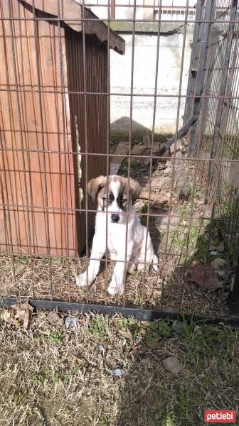 Alabay (Alabai), Köpek  Caki fotoğrafı