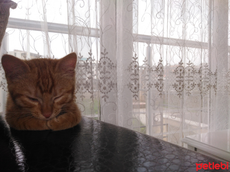 Tekir Kedi, Kedi  Tarçın fotoğrafı