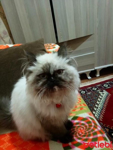 Himalayan, Kedi  coco fotoğrafı