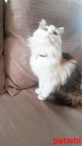 Chinchilla, Kedi  mila fotoğrafı