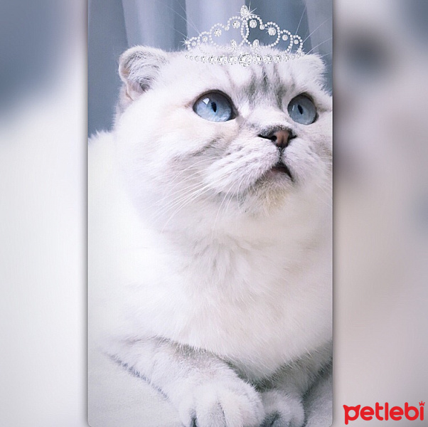 Scottish Fold, Kedi  Lady fotoğrafı