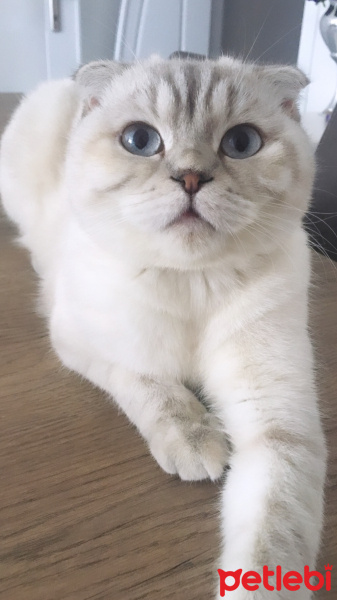Scottish Fold, Kedi  Lady fotoğrafı