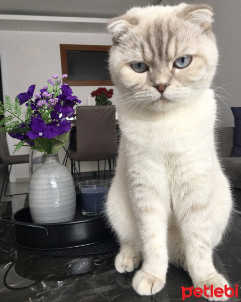 Scottish Fold, Kedi  Lady fotoğrafı