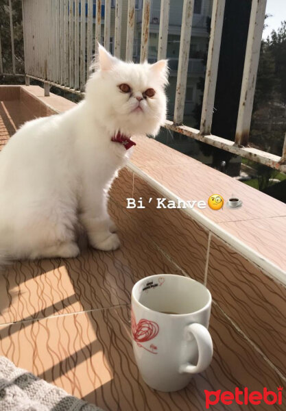 İran Kedisi (Persian), Kedi  Minnoş fotoğrafı