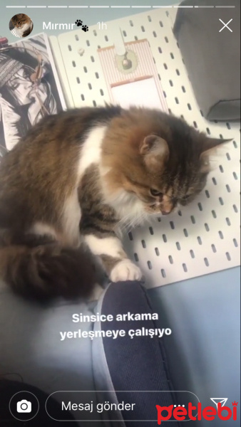 Chinchilla, Kedi  Mırmır fotoğrafı