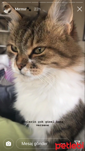 Chinchilla, Kedi  Mırmır fotoğrafı