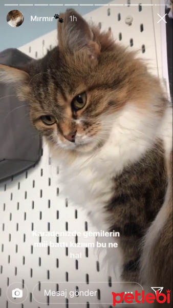 Chinchilla, Kedi  Mırmır fotoğrafı
