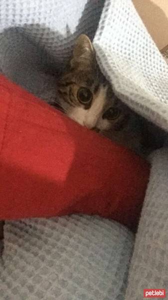 Tekir Kedi, Kedi  Maya fotoğrafı