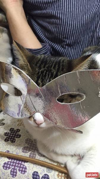 Tekir Kedi, Kedi  Maya fotoğrafı