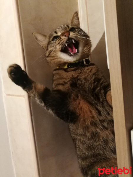 Tekir Kedi, Kedi  tuborg fotoğrafı