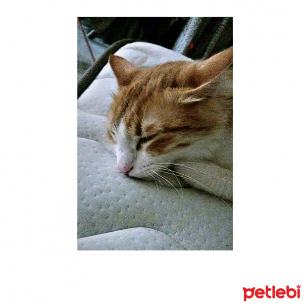 Tekir Kedi, Kedi  Bella fotoğrafı
