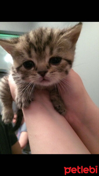 British Shorthair, Kedi  Tika fotoğrafı