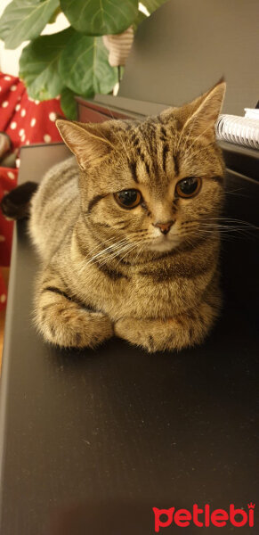 British Shorthair, Kedi  Tika fotoğrafı