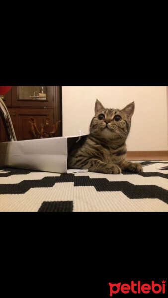 British Shorthair, Kedi  Tika fotoğrafı