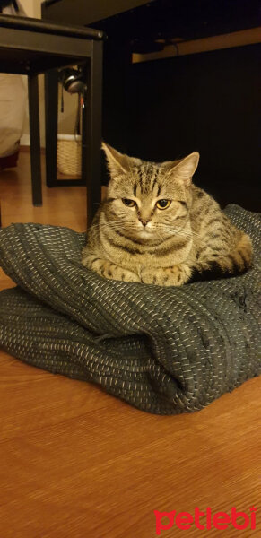 British Shorthair, Kedi  Tika fotoğrafı