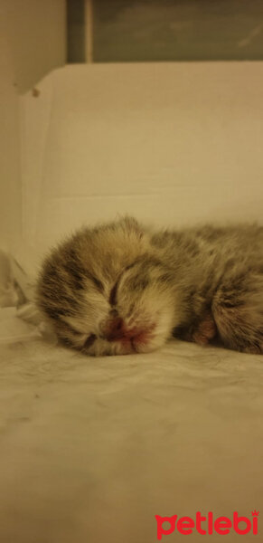 British Shorthair, Kedi  Tika fotoğrafı