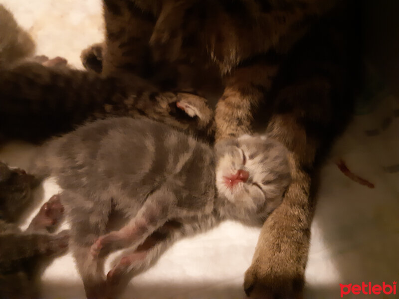 British Shorthair, Kedi  Tika fotoğrafı