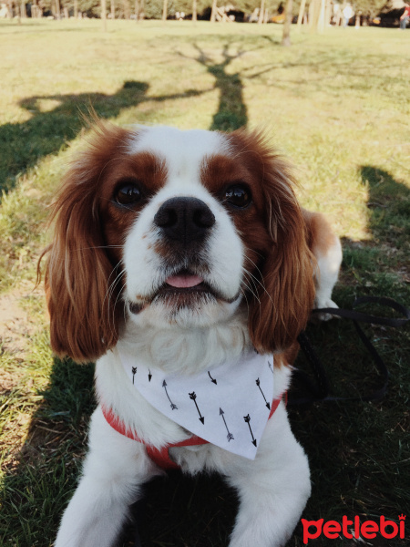 Cavalier King Charles Spanieli, Köpek  Coffee fotoğrafı