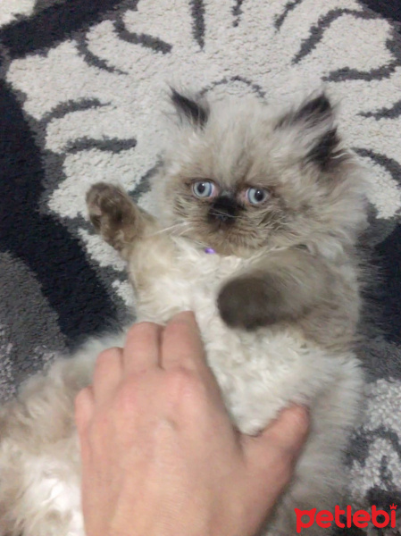 Himalayan, Kedi  Hülya fotoğrafı