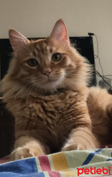 Sarman, Kedi  Ege kolcuer fotoğrafı