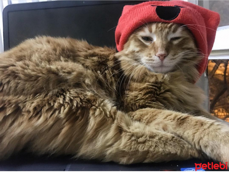 Sarman, Kedi  Ege kolcuer fotoğrafı