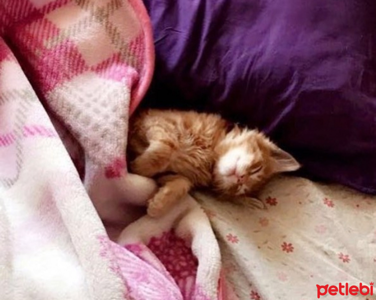 Sarman, Kedi  Ege kolcuer fotoğrafı