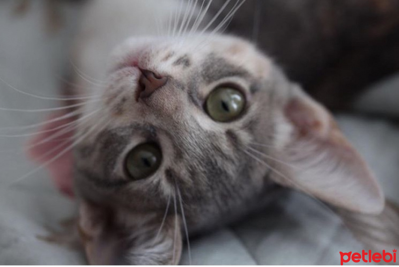 Tekir Kedi, Kedi  tiramisu fotoğrafı
